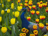 Peacock with Tulips, Keukenhof Gardens, Amsterdam, Netherlands Photographic Print by Keren Su