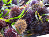 Per Karlsson - Street Market Stall with Sea Urchins Oursin, Sanary, Var, Cote d'Azur, France - Fotografik Baskı