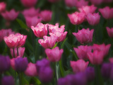Tulips in Keukenhof Gardens, Amsterdam, Netherlands Photographic Print by Keren Su