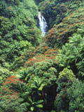 Waterfall in a Tropical Rain Forest, Hawaii, USA Photographic Print by Christopher Talbot Frank