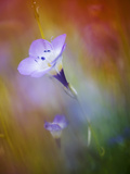 Abstract of Gilia Wildflowers, California, USA Photographic Print by Ellen Anon