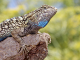 Close-up of Male Western Fence or Blue Belly Lizard, Lakeside, California, USA Photographic Print by Christopher Talbot Frank