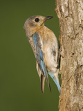 Eastern Bluebird at Nesting Cavity, Willacy County, Rio Grande Valley, Texas, USA Photographic Print by Rolf Nussbaumer