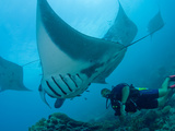Manta Rays with Diver, Yap Island, Caroline Islands, Micronesia Reprodukcja zdjęcia autor Amos Nachoum
