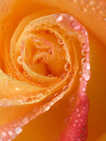 Rose Close-up with Dew Photographic Print by Nancy Rotenberg