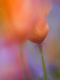 Abstract of Poppies and Wildflowers, Antelope Valley, California, USA Photographic Print by Ellen Anon
