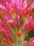 Close-up of Indian Paintbrush Flowers in the Great Basin Desert, California, USA Fotografie-Druck von Dennis Flaherty