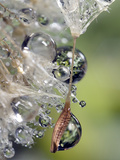 Close-up of Water Droplets on Dandelion Seed, San Diego, California, USA Fotografie-Druck von Christopher Talbot Frank