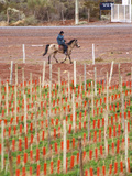 View of Vineyards and Mountain, Bodega Del Anelo Winery, Finca Roja, Neuquen, Patagonia, Argentina Photographic Print by Per Karlsson
