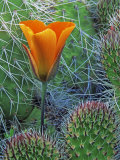 Mariposa Tulip Amid Grizzly Bear Cacti, Death Valley National Park, California, USA Photographic Print by Dennis Flaherty