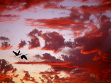 Jim Zuckerman - Silhouette of Roseate Spoonbills in Flight at Sunset, Tampa Bay, Florida, USA Fotografická reprodukce