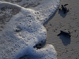 Sea Turtles to Sea, Maya Route, El Cuya, Mexico Photographie par Kenneth Garrett