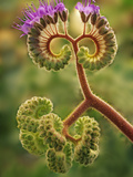 Detail of Phacelia Plant in Bloom, Death Valley National Park, California, USA Photographie par Dennis Flaherty