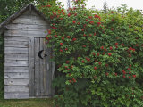 Outhouse Built in 1929 Surrounded by Blooming Elderberrys, Homer, Alaska, USA Photographie par Dennis Flaherty