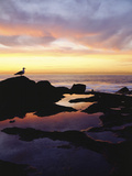 Seagull at Sunset Cliffs Tidepools on the Pacific Ocean, San Diego, California, USA Photographie par Christopher Talbot Frank