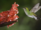 Coppery-Headed Emerald in Flight, Central Valley, Costa Rica Photographic Print by Rolf Nussbaumer