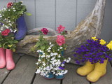 Colorful Rubber Boots Used as Flower Pots, Homer, Alaska, USA Photographic Print by Dennis Flaherty