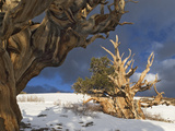 Ancient Bristlecone Pine Trees, White Mountains, California, USA Photographic Print by Dennis Flaherty