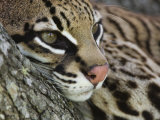 Ocelot Female Resting on Mesquite Tree, Welder Wildlife Refuge, Sinton, Texas, USA Photographie par Rolf Nussbaumer