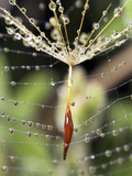 Close-up of Water Droplets on Dandelion Seed Caught in Spider Web, San Diego, California, USA Fotografisk tryk af Christopher Talbot Frank