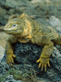 Detail of Land Iguana on Volcanic Rock, Galapagos Islands, Ecuador Photographic Print by Jim Zuckerman