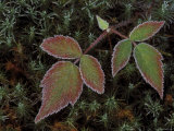 Blackberry Bramble Leaves and Hair Cap Moss with Frost, Upper Peninsula, Michigan, USA Photographic Print by Mark Carlson
