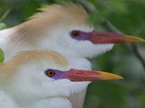 Portrait of Two Cattle Egrets in Breeding Plumage at St. Augustine Alligator Farm, St. Augustine Photographic Print by Arthur Morris