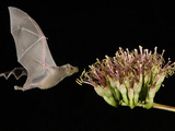 Lesser Long-Nosed Bat in Flight Feeding on Agave Blossom, Tuscon, Arizona, USA Photographie par Rolf Nussbaumer