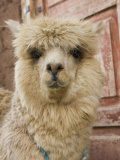 Llama, Cuzco, Peru Fotografisk tryk af John & Lisa Merrill Llama, Cuzco, Peru Fotografisk tryk af John & Lisa Merrill