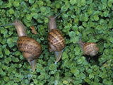 Snails Crawling Through Duckweed Photographic Print by Nancy Rotenberg