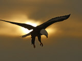 Bald Eagle Preparing to Land Silhouetted by Sun and Clouds, Homer, Alaska, USA Photographic Print by Arthur Morris