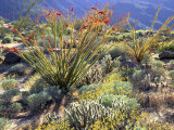 Blooming Ocotillo Cactus and Brittlebush Desert Wildflowers, Anza-Borrego Desert State Park Photographic Print by Christopher Talbot Frank