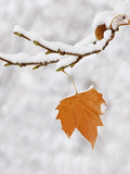 Lone Leaf Clings to a Snow-Covered Sycamore Tree Branch Photographic Print by Dennis Flaherty
