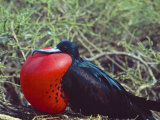 Male Frigatebird Showing Inflated Pouch During Breeding Season, Galapagos Islands, Ecuador Photographie par Jim Zuckerman
