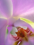 Backlit Phalaeonopsis Orchid, Alpharetta, Georgia, USA Lámina fotográfica por Charles R. Needle Backlit Phalaeonopsis Orchid, Alpharetta, Georgia, USA Lámina fotográfica por Charles R. Needle