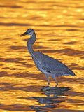 Great Blue Heron in Golden Water at Sunset, Fort De Soto Park, St. Petersburg, Florida, USA Photographic Print by Arthur Morris