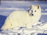 Arctic Fox in Winter Coat, Alaska, USA Photographic Print by Jim Zuckerman