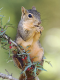 Eastern Fox Squirrel Eating Berries, Uvalde County, Hill Country, Texas, USA Photographic Print by Rolf Nussbaumer