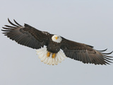 Bald Eagle Flying with Full Wingspread, Homer, Alaska, USA Photographie par Arthur Morris