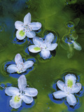 Azalea Blossoms Floating in Stream with Reflections, Maryland, USA Lámina fotográfica por Nancy Rotenberg Azalea Blossoms Floating in Stream with Reflections, Maryland, USA Lámina fotográfica por Nancy Rotenberg