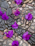 Fallen Bougainvillea Petals on Cobblestones, San Miguel De Allende, Mexico Lámina fotográfica por Nancy Rotenberg Fallen Bougainvillea Petals on Cobblestones, San Miguel De Allende, Mexico Lámina fotográfica por Nancy Rotenberg