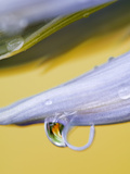 Flower Petal with Drop and Reflection Photographic Print by Nancy Rotenberg Flower Petal with Drop and Reflection Photographic Print by Nancy Rotenberg