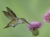 Female Anna's Hummingbird at Thistle, Paradise, Chiricahua Mountains, Arizona, USA Photographic Print by Rolf Nussbaumer