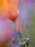 Abstract of Poppies and Gilia Wildflowers, California, USA Photographie par Ellen Anon