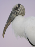 Pre-Dawn Close-up of Wood Stork, Fort De Soto Park, Florida, USA Lámina fotográfica por Arthur Morris Pre-Dawn Close-up of Wood Stork, Fort De Soto Park, Florida, USA Lámina fotográfica por Arthur Morris