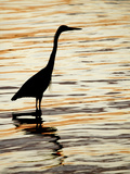 Silhouette of Great Blue Heron in Water at Sunset, Sanibel Fishing Pier, Sanibel, Florida, USA Photographic Print by Arthur Morris. Silhouette of Great Blue Heron in Water at Sunset, Sanibel Fishing Pier, Sanibel, Florida, USA Photographic Print by Arthur Morris.