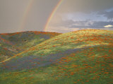 Hills with Poppies and Lupine with Double Rainbow Near Gorman, California, USA Photographie par Jim Zuckerman