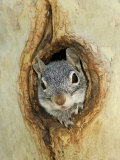 Grey Squirrel in Sycamore Tree Hole, Madera Canyon, Arizona, USA Photographie par Rolf Nussbaumer