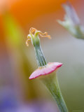 Close-up of Poppy Flower Without Petals, California, USA Photographie par Ellen Anon