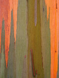 Detail of Eucalyptus Tree Bark, Kauai, Hawaii, USA Photographic Print by Dennis Flaherty
